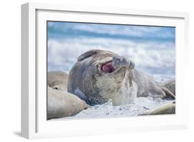 Southern elephant seal (Mirounga leonina) male on a sandy beach, Sea Lion Island, Falkland Islands-Marco Simoni-Framed Photographic Print