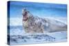 Southern elephant seal (Mirounga leonina) male roaring, Sea Lion Island, Falkland Islands-Marco Simoni-Stretched Canvas