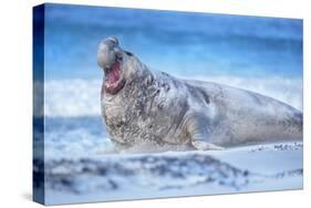 Southern elephant seal (Mirounga leonina) male roaring, Sea Lion Island, Falkland Islands-Marco Simoni-Stretched Canvas