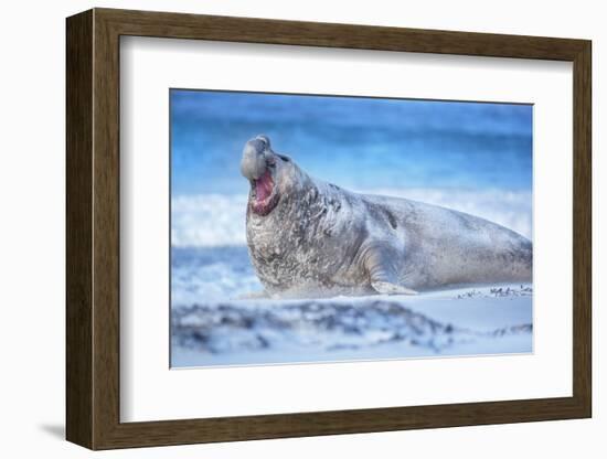 Southern elephant seal (Mirounga leonina) male roaring, Sea Lion Island, Falkland Islands-Marco Simoni-Framed Photographic Print