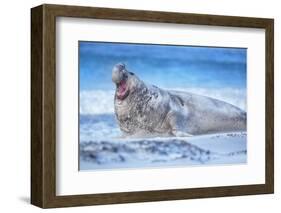 Southern elephant seal (Mirounga leonina) male roaring, Sea Lion Island, Falkland Islands-Marco Simoni-Framed Photographic Print
