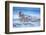 Southern elephant seal (Mirounga leonina) male roaring, Sea Lion Island, Falkland Islands-Marco Simoni-Framed Photographic Print