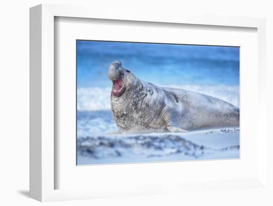 Southern elephant seal (Mirounga leonina) male roaring, Sea Lion Island, Falkland Islands-Marco Simoni-Framed Photographic Print