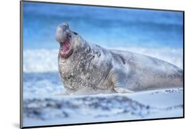 Southern elephant seal (Mirounga leonina) male roaring, Sea Lion Island, Falkland Islands-Marco Simoni-Mounted Photographic Print