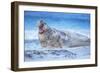 Southern elephant seal (Mirounga leonina) male roaring, Sea Lion Island, Falkland Islands-Marco Simoni-Framed Photographic Print