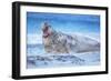 Southern elephant seal (Mirounga leonina) male roaring, Sea Lion Island, Falkland Islands-Marco Simoni-Framed Photographic Print