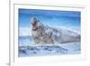 Southern elephant seal (Mirounga leonina) male roaring, Sea Lion Island, Falkland Islands-Marco Simoni-Framed Photographic Print