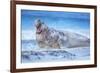 Southern elephant seal (Mirounga leonina) male roaring, Sea Lion Island, Falkland Islands-Marco Simoni-Framed Photographic Print