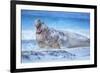 Southern elephant seal (Mirounga leonina) male roaring, Sea Lion Island, Falkland Islands-Marco Simoni-Framed Photographic Print