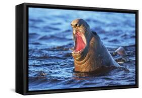 Southern elephant seal (Mirounga leonina) male roaring, Sea Lion Island-Marco Simoni-Framed Stretched Canvas