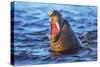 Southern elephant seal (Mirounga leonina) male roaring, Sea Lion Island-Marco Simoni-Stretched Canvas
