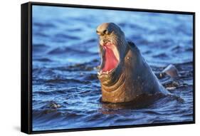 Southern elephant seal (Mirounga leonina) male roaring, Sea Lion Island-Marco Simoni-Framed Stretched Canvas