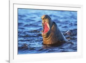 Southern elephant seal (Mirounga leonina) male roaring, Sea Lion Island-Marco Simoni-Framed Photographic Print