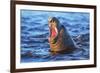 Southern elephant seal (Mirounga leonina) male roaring, Sea Lion Island-Marco Simoni-Framed Photographic Print