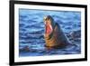 Southern elephant seal (Mirounga leonina) male roaring, Sea Lion Island-Marco Simoni-Framed Photographic Print