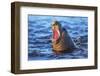 Southern elephant seal (Mirounga leonina) male roaring, Sea Lion Island-Marco Simoni-Framed Photographic Print