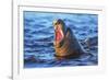 Southern elephant seal (Mirounga leonina) male roaring, Sea Lion Island-Marco Simoni-Framed Photographic Print