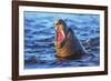 Southern elephant seal (Mirounga leonina) male roaring, Sea Lion Island-Marco Simoni-Framed Photographic Print