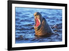 Southern elephant seal (Mirounga leonina) male roaring, Sea Lion Island-Marco Simoni-Framed Photographic Print