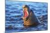 Southern elephant seal (Mirounga leonina) male roaring, Sea Lion Island-Marco Simoni-Mounted Photographic Print