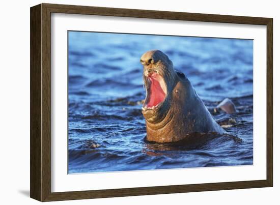 Southern elephant seal (Mirounga leonina) male roaring, Sea Lion Island-Marco Simoni-Framed Photographic Print