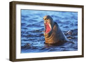 Southern elephant seal (Mirounga leonina) male roaring, Sea Lion Island-Marco Simoni-Framed Photographic Print