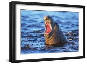 Southern elephant seal (Mirounga leonina) male roaring, Sea Lion Island-Marco Simoni-Framed Photographic Print