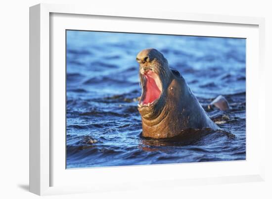 Southern elephant seal (Mirounga leonina) male roaring, Sea Lion Island-Marco Simoni-Framed Photographic Print