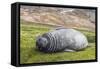 Southern Elephant Seal (Mirounga Leonina) Pup-Michael Nolan-Framed Stretched Canvas