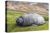 Southern Elephant Seal (Mirounga Leonina) Pup-Michael Nolan-Stretched Canvas