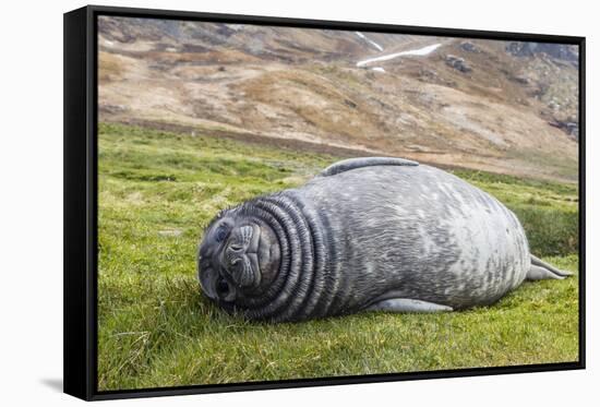 Southern Elephant Seal (Mirounga Leonina) Pup-Michael Nolan-Framed Stretched Canvas