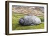 Southern Elephant Seal (Mirounga Leonina) Pup-Michael Nolan-Framed Photographic Print