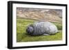 Southern Elephant Seal (Mirounga Leonina) Pup-Michael Nolan-Framed Photographic Print