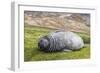 Southern Elephant Seal (Mirounga Leonina) Pup-Michael Nolan-Framed Photographic Print