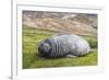 Southern Elephant Seal (Mirounga Leonina) Pup-Michael Nolan-Framed Photographic Print