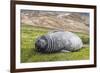 Southern Elephant Seal (Mirounga Leonina) Pup-Michael Nolan-Framed Photographic Print