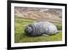 Southern Elephant Seal (Mirounga Leonina) Pup-Michael Nolan-Framed Photographic Print