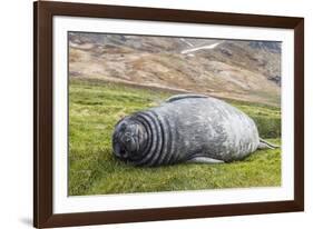 Southern Elephant Seal (Mirounga Leonina) Pup-Michael Nolan-Framed Photographic Print