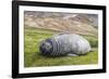 Southern Elephant Seal (Mirounga Leonina) Pup-Michael Nolan-Framed Photographic Print