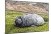 Southern Elephant Seal (Mirounga Leonina) Pup-Michael Nolan-Mounted Photographic Print