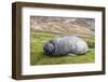 Southern Elephant Seal (Mirounga Leonina) Pup-Michael Nolan-Framed Photographic Print