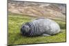 Southern Elephant Seal (Mirounga Leonina) Pup-Michael Nolan-Mounted Photographic Print