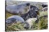 Southern Elephant Seal (Mirounga Leonina) Pups-Michael Nolan-Stretched Canvas