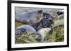 Southern Elephant Seal (Mirounga Leonina) Pups-Michael Nolan-Framed Photographic Print