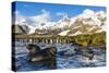 Southern Elephant Seal (Mirounga Leonina) Pups-Michael Nolan-Stretched Canvas