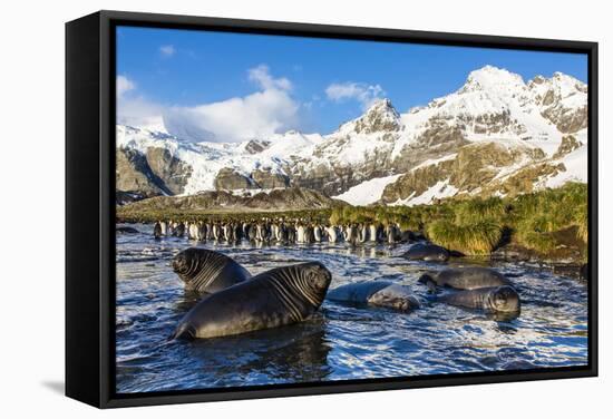 Southern Elephant Seal (Mirounga Leonina) Pups-Michael Nolan-Framed Stretched Canvas