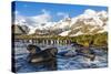 Southern Elephant Seal (Mirounga Leonina) Pups-Michael Nolan-Stretched Canvas