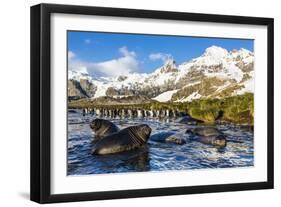 Southern Elephant Seal (Mirounga Leonina) Pups-Michael Nolan-Framed Photographic Print