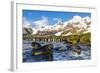 Southern Elephant Seal (Mirounga Leonina) Pups-Michael Nolan-Framed Photographic Print