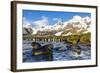 Southern Elephant Seal (Mirounga Leonina) Pups-Michael Nolan-Framed Photographic Print